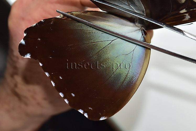 Morpho cisseis gahua f. gahua A1 ♂ ABERRATION* - Image 4