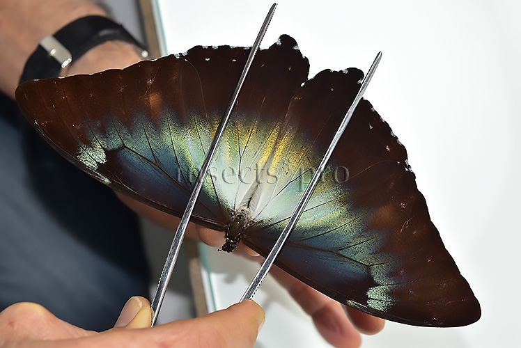 Morpho cisseis gahua f. gahua A1 ♂ ABERRATION*