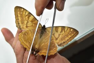 Morpho sulkowskyi selenaris A1 ♀ ABERRATION*