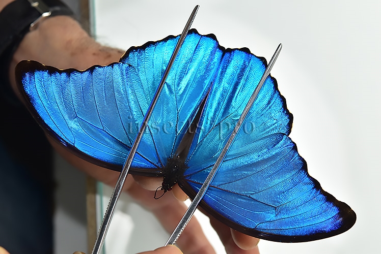 Morpho godartii tingomariensis A1 ♂ ABERRATION* RARE NO OCELLI AT ALL - Image 3