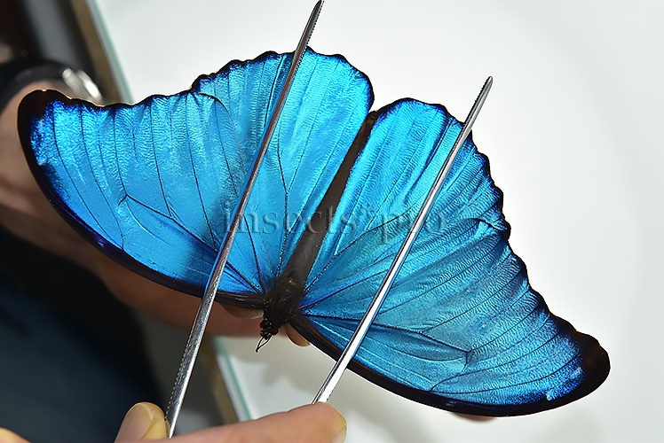 Morpho godartii tingomariensis A1 ♂ ABERRATION* BLUE SPOTS ON VERSO - Image 5