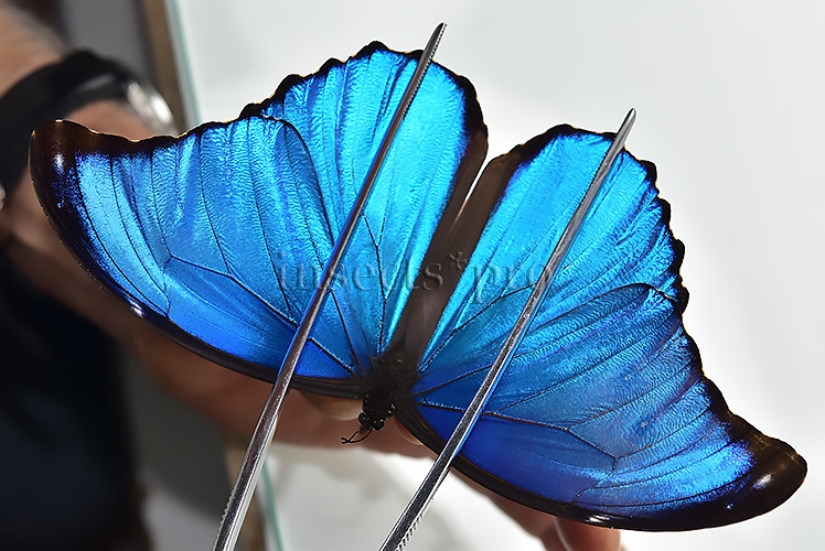 Morpho godartii tingomariensis A1 ♂ ABERRATION* BLUE SPOTS ON VERSO - Image 4
