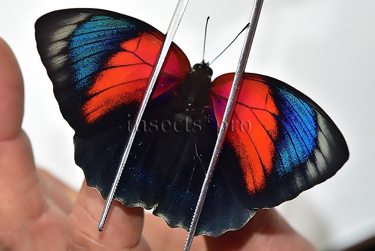 Agrias beatifica x Agrias claudina lugens A1 ♀ HYBRID* GOOD FORM