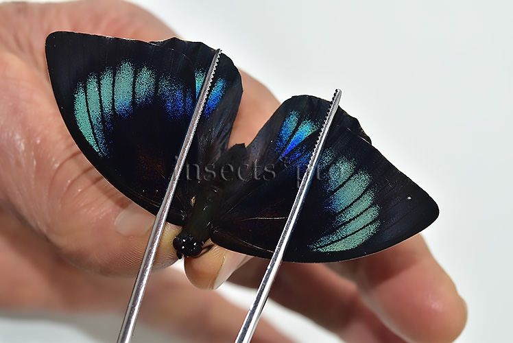 Agrias beatifica x Prepona laertes A1 ♀ HYBRID* GOOD FORM