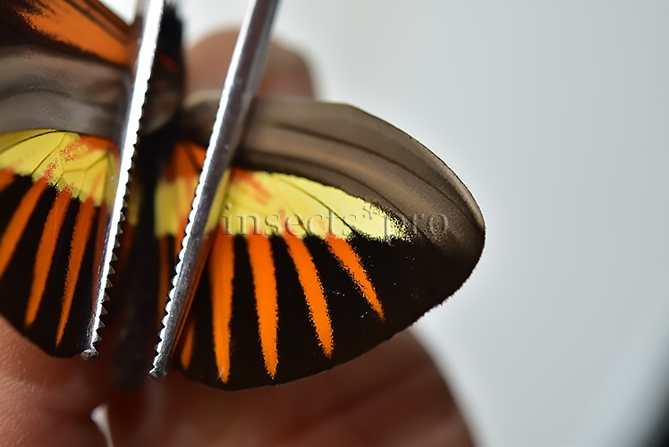 Heliconius sp. A1 ♂ HYBRID* - Image 4