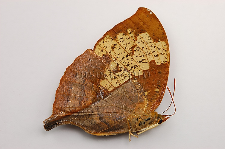 Anaea itys itys A1 ♀ - Image 2
