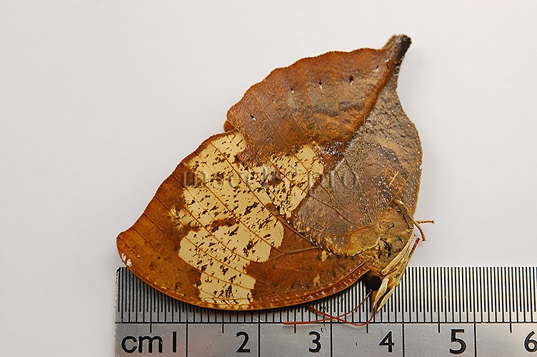 Anaea itys itys A1 ♀ - Image 3