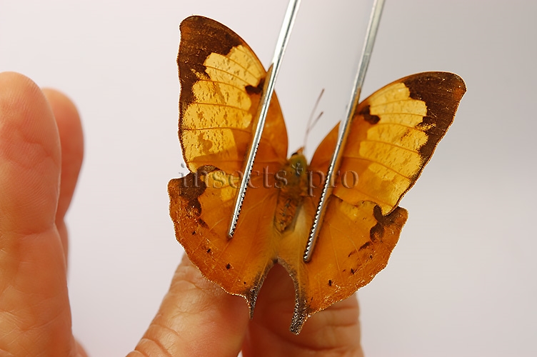 Anaea itys itys A1 ♀