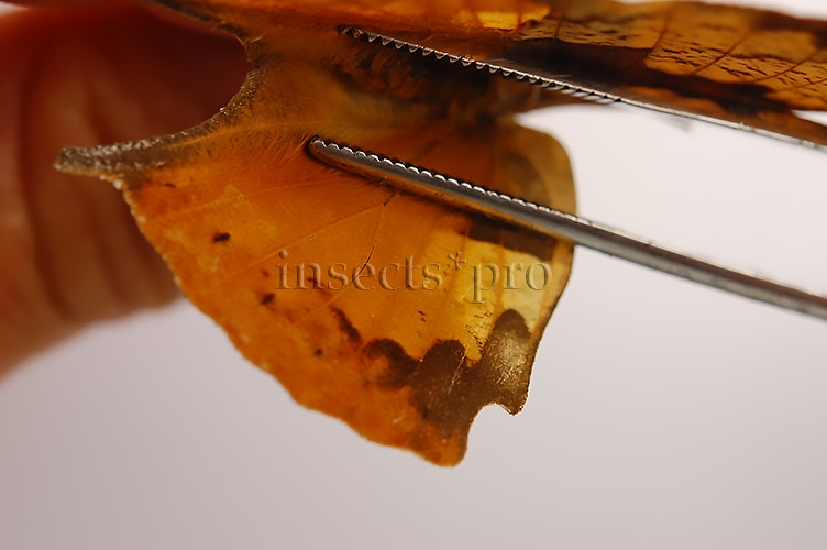 Anaea itys itys A1 ♀ - Image 4