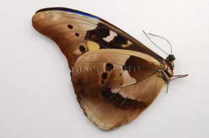 Morpho rhetenor cacica ♂