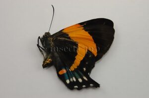 Ancyluris inca cacica ♀ RARE