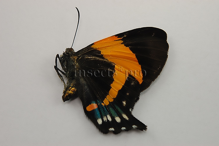 Ancyluris inca cacica ♀ RARE