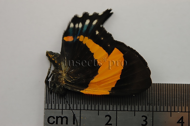 Ancyluris inca cacica ♀ RARE - Image 2