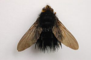 Eudejeania sp. A1 HIGH ALTITUDE