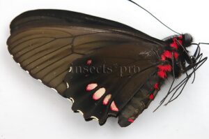 Parides erithalion erlaces A1 ♀