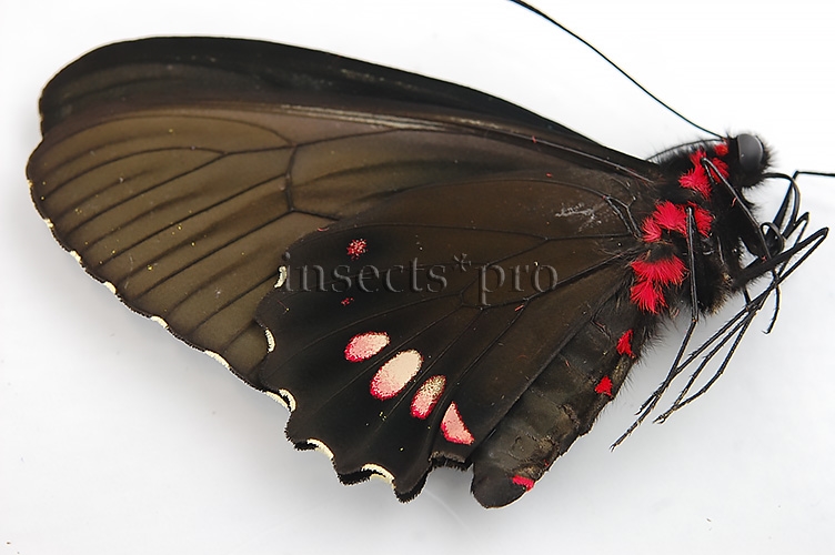 Parides erithalion erlaces A1 ♀