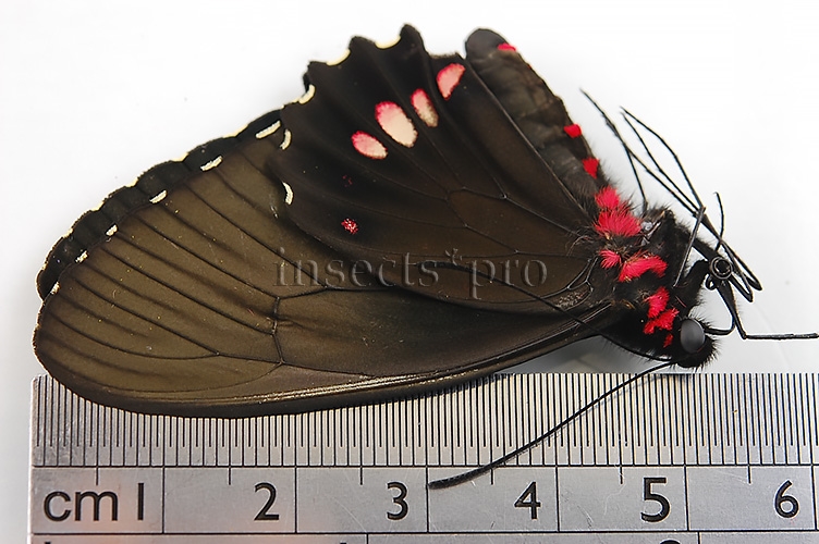 Parides erithalion erlaces A1 ♀ - Image 2