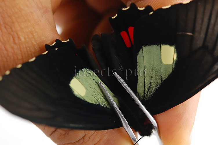 Parides erithalion erlaces A1 ♀ - Image 3