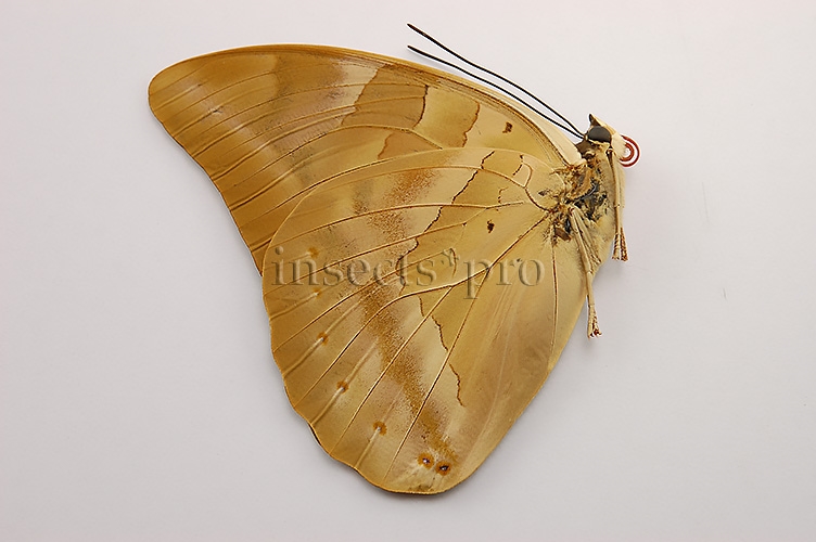 Archaeoprepona demophon muson A1 ♀ - Image 2