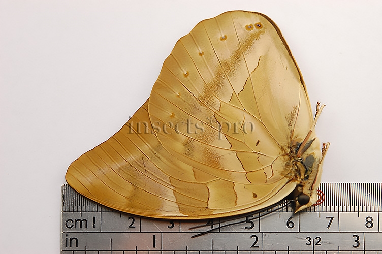 Archaeoprepona demophon muson A1 ♀ - Image 3