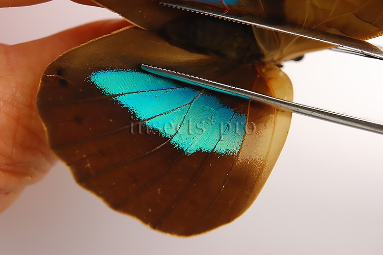 Archaeoprepona demophon muson A1 ♀ - Image 4
