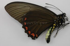 Battus crassus crassus A1 ♂