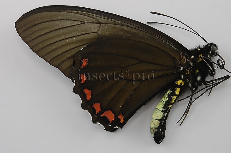 Battus crassus crassus A1 ♂