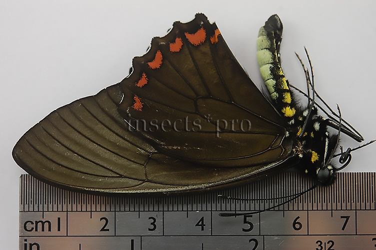 Battus crassus crassus A1 ♂ - Image 2