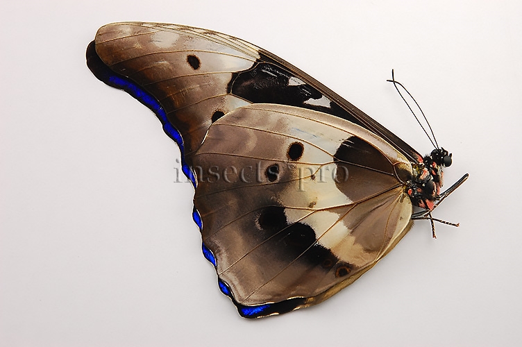 Morpho rhetenor helena A1 ♂ - Image 2