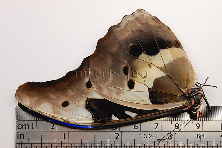 Morpho rhetenor helena A1 ♂ - Image 3