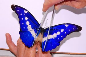 Morpho rhetenor helena A1 ♂