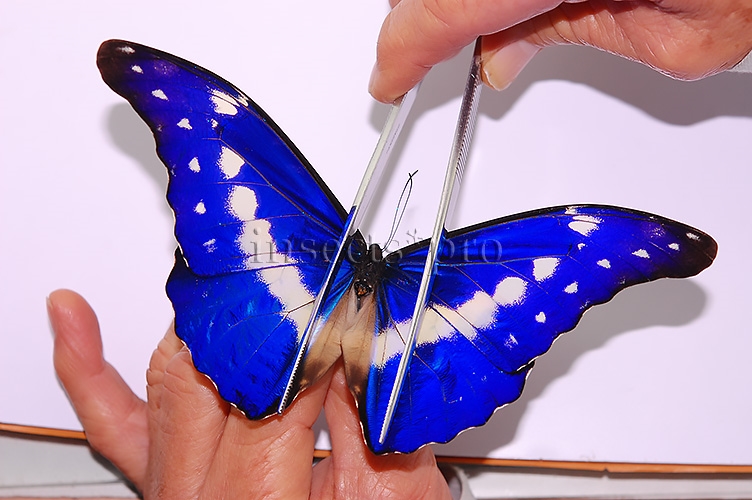 Morpho rhetenor helena A1 ♂