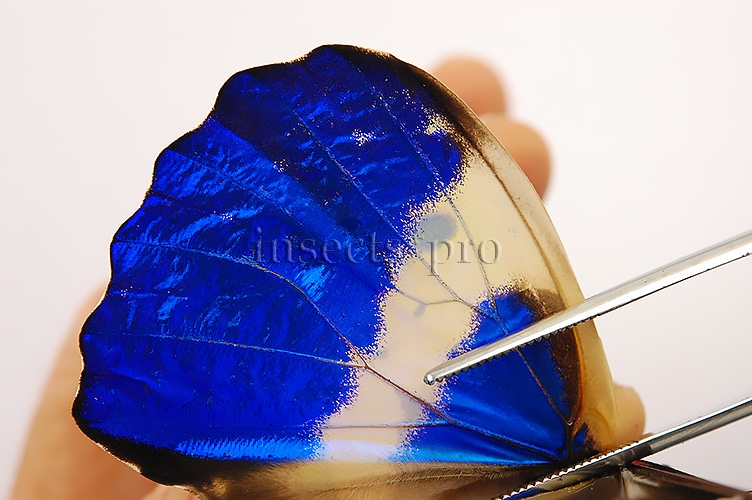 Morpho rhetenor helena A1 ♂ - Image 4
