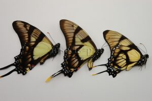 Eurytides dolicaon deileon x serville serville A1 ♂ HYBRID* NET CAPTURED SET of 3 sp.