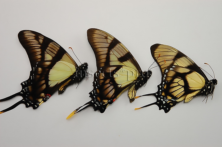 Eurytides dolicaon deileon x serville serville A1 ♂ HYBRID* NET CAPTURED SET of 3 sp.