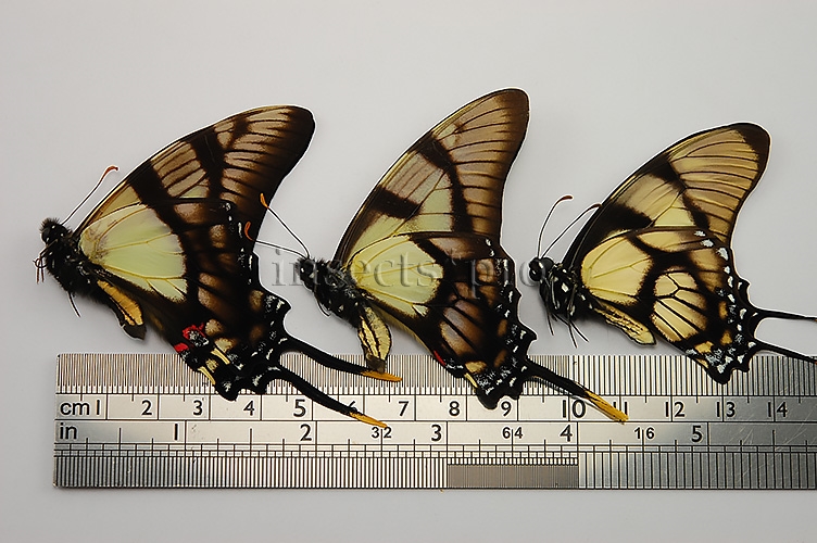 Eurytides dolicaon deileon x serville serville A1 ♂ HYBRID* NET CAPTURED SET of 3 sp. - Image 2