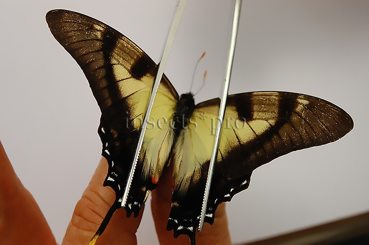 Eurytides dolicaon deileon x serville serville A1 ♂ HYBRID* NET CAPTURED SET of 3 sp. - Image 3