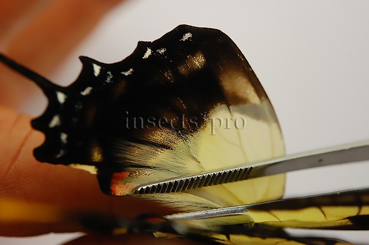 Eurytides dolicaon deileon x serville serville A1 ♂ HYBRID* NET CAPTURED SET of 3 sp. - Image 4