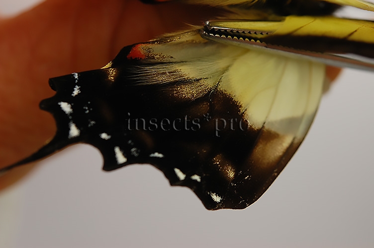 Eurytides dolicaon deileon x serville serville A1 ♂ HYBRID* NET CAPTURED SET of 3 sp. - Image 5