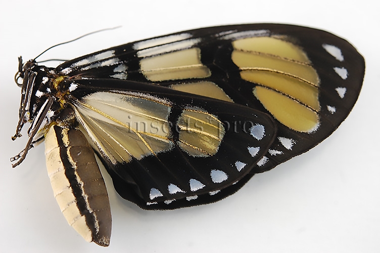 Notophyson heliconides A1 ♀ - Image 2