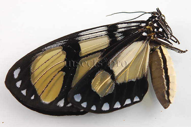 Notophyson heliconides A1 ♀ - Image 3