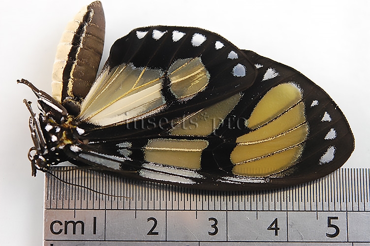 Notophyson heliconides A1 ♀ - Image 4