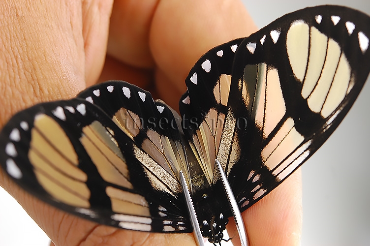 Notophyson heliconides A1 ♀