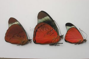 Panacea sp. A1 ♂ SET of 3 sp.