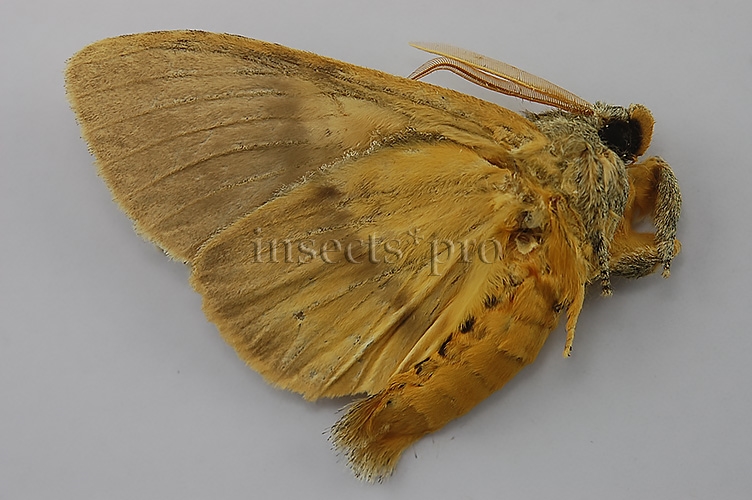 Noctuidae spp. A1 - Image 2
