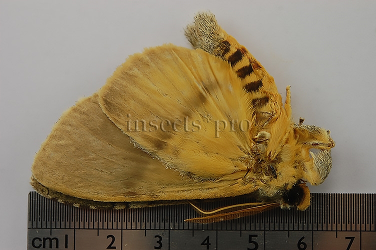 Noctuidae spp. A1 - Image 3