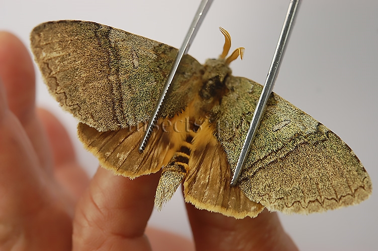 Noctuidae spp. A1