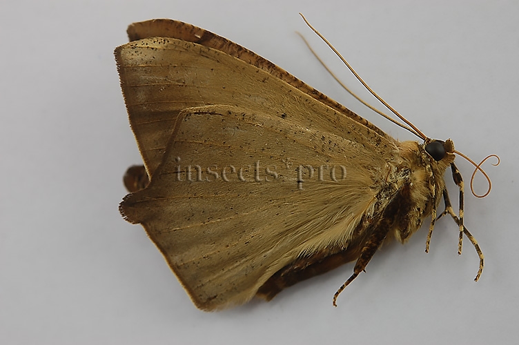Noctuidae spp. A1