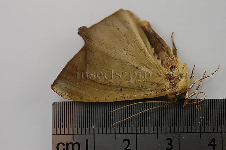 Noctuidae spp. A1 - Image 2