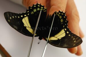 Pterourus menatius eurotas A1 ♂